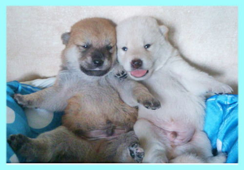 柴犬 赤 白 オス 子犬販売の専門店 AngelWan 横浜