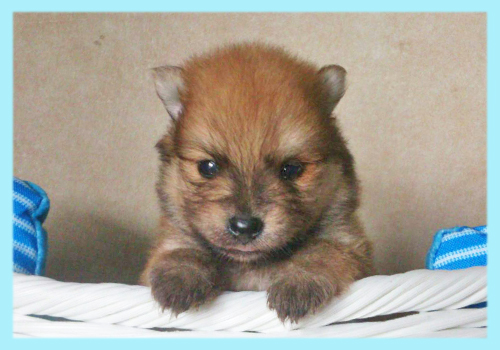 ポメラニアン　セーブル　オス　子犬販売の専門店　AngelWan　横浜
