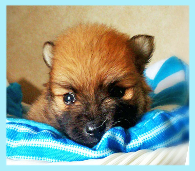 ポメラニアン セーブル オス 子犬販売の専門店 AngelWan 横浜