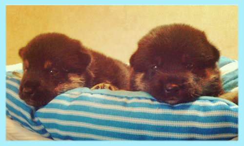 柴犬　オス　黒　子犬販売の専門店　AngelWan　横浜