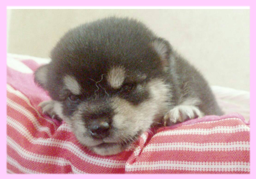 柴犬 メス 黒 子犬販売の専門店 AngelWan 横浜