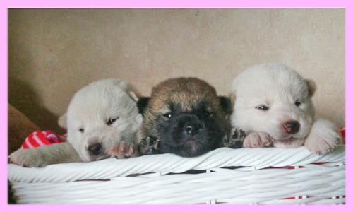 柴犬　赤　白　メス　子犬販売の専門店　AngelWan　横浜