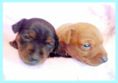 ミニチュアピンシャー　オス　子犬販売の専門店　AngelWan　横浜