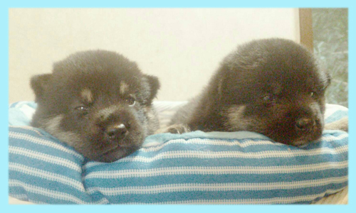 柴犬　オス　黒　子犬販売の専門店　AngelWan　横浜