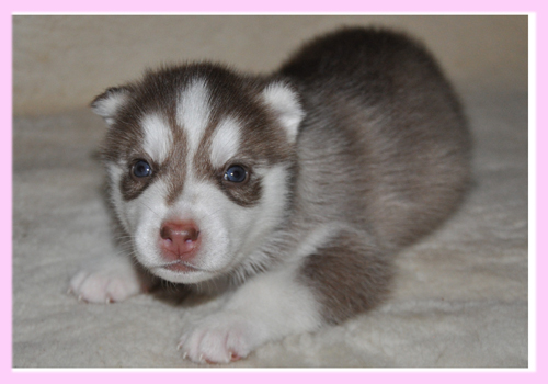 シベリアンハスキー レッド&ホワイト メス 子犬販売の専門店 AngelWan 横浜