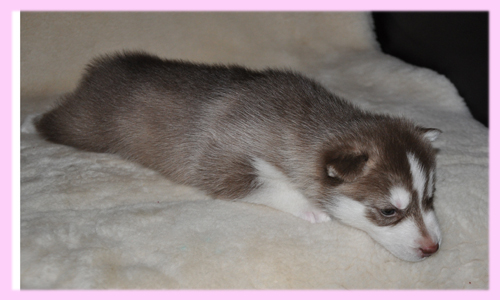 シベリアンハスキー レッド&ホワイト メス 子犬販売の専門店 AngelWan 横浜