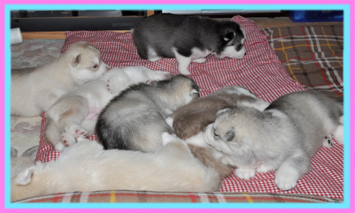 シベリアンハスキー　子犬販売の専門店　AngelWan　横浜