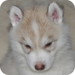 シベリアンハスキー　コパー　オス　子犬販売の専門店　AngelWan　横浜