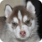 シベリアンハスキー レッド&ホワイト メス 子犬販売の専門店 AngelWan 横浜