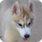 シベリアンハスキー　コパー＆ホワイト　オス　子犬販売の専門店　AngelWan　横浜