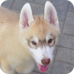 シベリアンハスキー　コパー＆ホワイト　メス　子犬販売の専門店　AngelWan　横浜