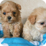 ミックス　マルプー　メス　子犬販売の専門店　AngelWan　横浜