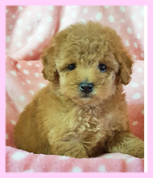 トイプードル　レッド　メス　子犬販売の専門店　AngelWan　横浜