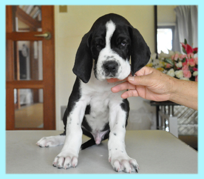 グレートデーン　ハルクイン　オス　子犬販売の専門店　AngelWan　横浜