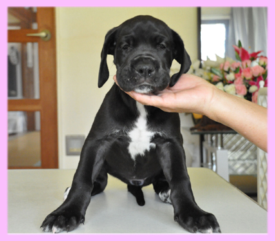 グレートデーン ブラック メス 子犬販売の専門店 AngelWan 横浜