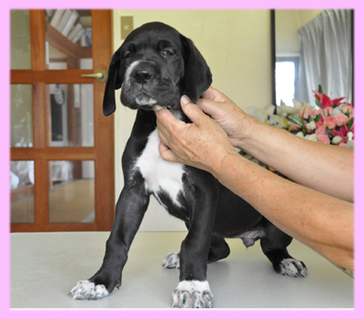 グレートデーン ブラック メス 子犬販売の専門店 AngelWan 横浜