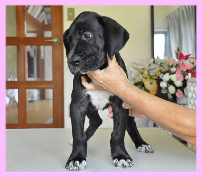 グレートデーン　ブラック　メス　子犬販売の専門店　AngelWan　横浜