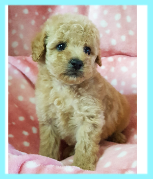 トイプードル　アプリコット　オス　子犬販売の専門店　AngelWan　横浜