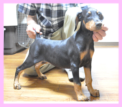 ドーベルマン　ブラックタン　メス　子犬販売の専門店　AngelWan　横浜