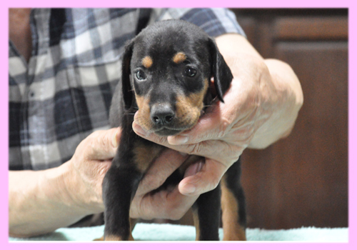 ドーベルマン　ブラックタン　メス　子犬販売の専門店　AngelWan　横浜