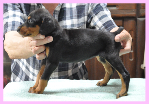 ドーベルマン　ブラックタン　メス　子犬販売の専門店　AngelWan　横浜