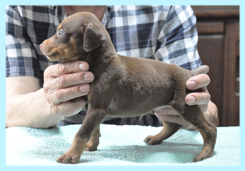 ドーベルマン レッド&タン オス 子犬販売の専門店 AngelWan 横浜