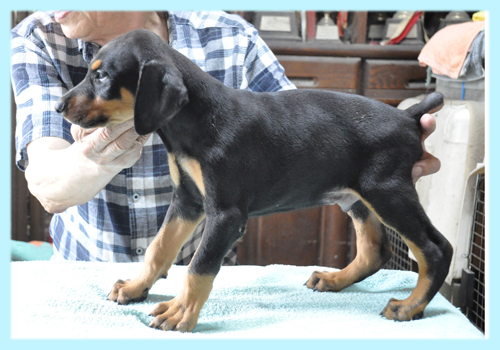 ドーベルマン ブラックタン オス 子犬販売の専門店 AngelWan 横浜