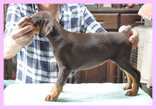 ドーベルマン レッド&タン メス 子犬販売の専門店 AngelWan 横浜