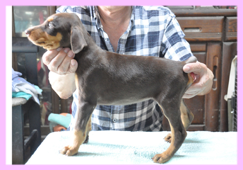 ドーベルマン　レッド＆タン　メス　子犬販売の専門店　AngelWan　横浜