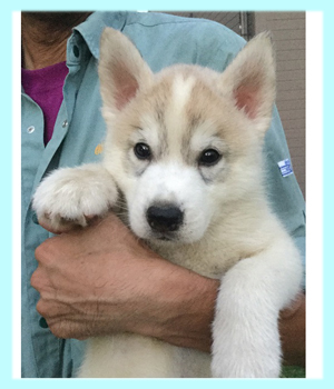 シベリアンハスキー　シルバー＆ホワイト　オス　子犬販売の専門店　AngelWan　横浜