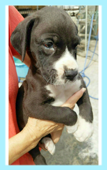 グレートデーン　マントル　男の子　子犬販売の専門店　AngelWan　横浜