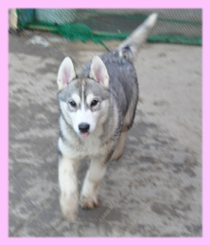 シベリアンハスキー　メス　子犬販売の専門店　AngelWan　横浜