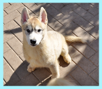 シベリアンハスキー　オス　子犬販売の専門店　AngelWan　横浜