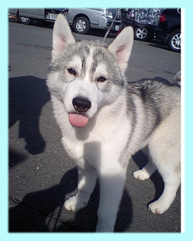 シベリアンハスキー　シルバー＆ホワイト　オス　子犬販売の専門店　AngelWan　横浜　