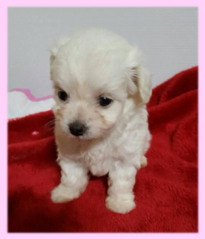 ミックス チワプー メス 子犬販売の専門店 AngelWan 横浜