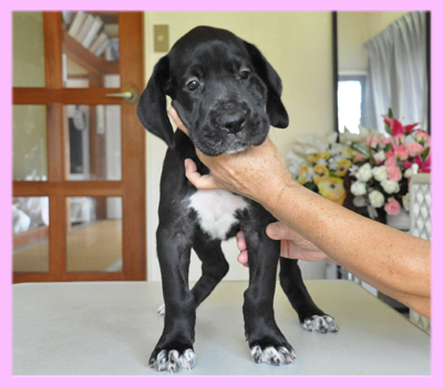 グレートデーン　ブラック　メス　子犬販売の専門店　AngelWan　横浜