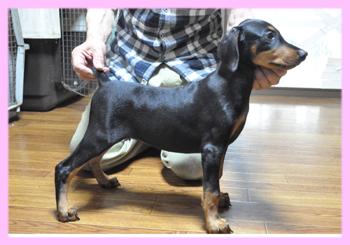 ドーベルマン　ブラックタン　メス　子犬販売の専門店　AngelWan　横浜