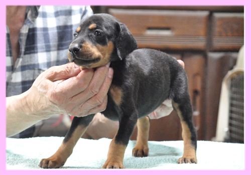 ドーベルマン　ブラックタン　メス　子犬販売の専門店　AngelWan　横浜