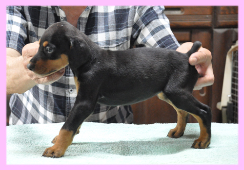 ドーベルマン　ブラックタン　メス　子犬販売の専門店　AngelWan　横浜