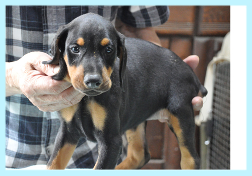 ドーベルマン ブラックタン オス 子犬販売の専門店 AngelWan 横浜