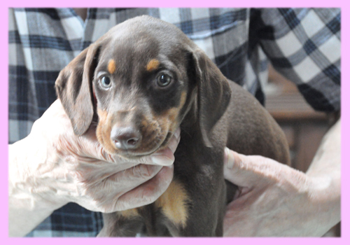 ドーベルマン レッド&タン メス 子犬販売の専門店 AngelWan 横浜