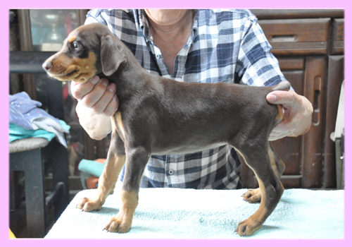 ドーベルマン　レッド＆タン　メス　子犬販売の専門店　AngelWan　横浜