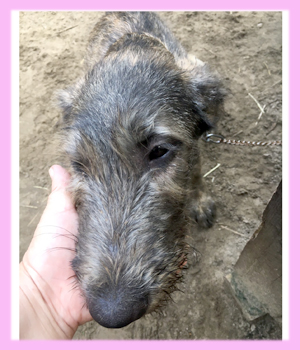 アイリッシュウルフハウンド　メス　子犬販売の専門店　AngelWan　横浜