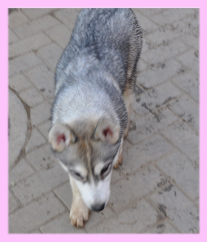 シベリアンハスキー　メス　子犬販売の専門店　AngelWan　横浜