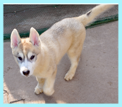 シベリアンハスキー　オス　子犬販売の専門店　AngelWan　横浜