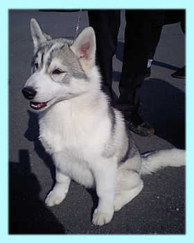 シベリアンハスキー　シルバー＆ホワイト　オス　子犬販売の専門店　AngelWan　横浜　