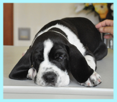 グレートデーン　ハルクイン　オス　子犬販売の専門店　AngelWan　横浜