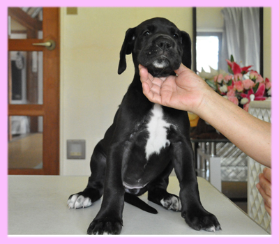 グレートデーン ブラック メス 子犬販売の専門店 AngelWan 横浜