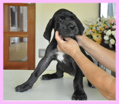 グレートデーン　ブラック　メス　子犬販売の専門店　AngelWan　横浜