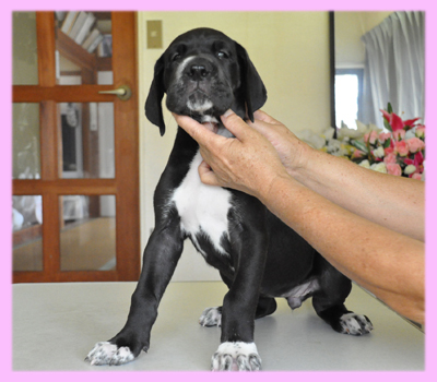 グレートデーン ブラック メス 子犬販売の専門店 AngelWan 横浜